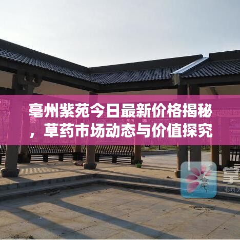 亳州紫苑今日最新价格揭秘，草药市场动态与价值探究