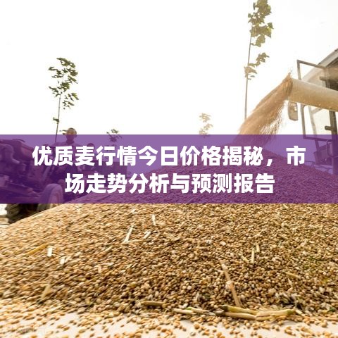 优质麦行情今日价格揭秘，市场走势分析与预测报告