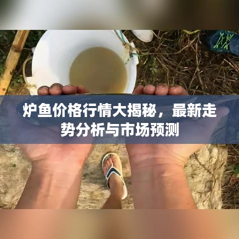 炉鱼价格行情大揭秘，最新走势分析与市场预测