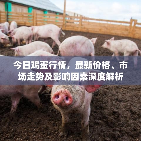 今日鸡蛋行情，最新价格、市场走势及影响因素深度解析